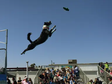 Seekor anjing bernama Athena melompat ke kolam saat mencoba menangkap mainannya dalam kompetisi Splash Dogs di Costa Mesa, California (28/4). Dalam kompetisi ini para anjing harus melewati rintangan dan tantangan. (AFP/Mark Ralston)