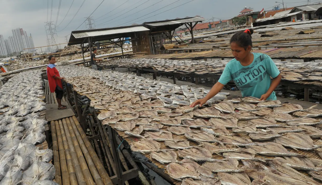 Pekerja menata ikan asin yang tengah dijemur di kawasan Muara Angke, Jakarta, Rabu (13/1). Menteri Kelautan dan Perikanan, Susi Pudjiastuti optimistis sektor perikanan akan mengalami pertumbuhan sebesar 12 persen pada 2016 (Liputan6.com/Faisal R Syam)