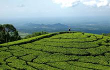 Mengunjungi Desa Girikerto Ngawi, Ada Kebun Teh Warisan Kolonial hingga Mata Air Alami yang Tak Pernah Kering