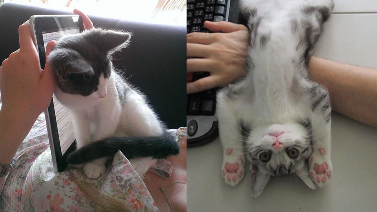 Usil Hingga Bikin Kesal, 10 Potret Kucing Berhasil Ganggu Pemiliknya