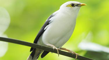 Taman Burung Jurong Ikut Lestarikan Jalak Bali Jalak Suren