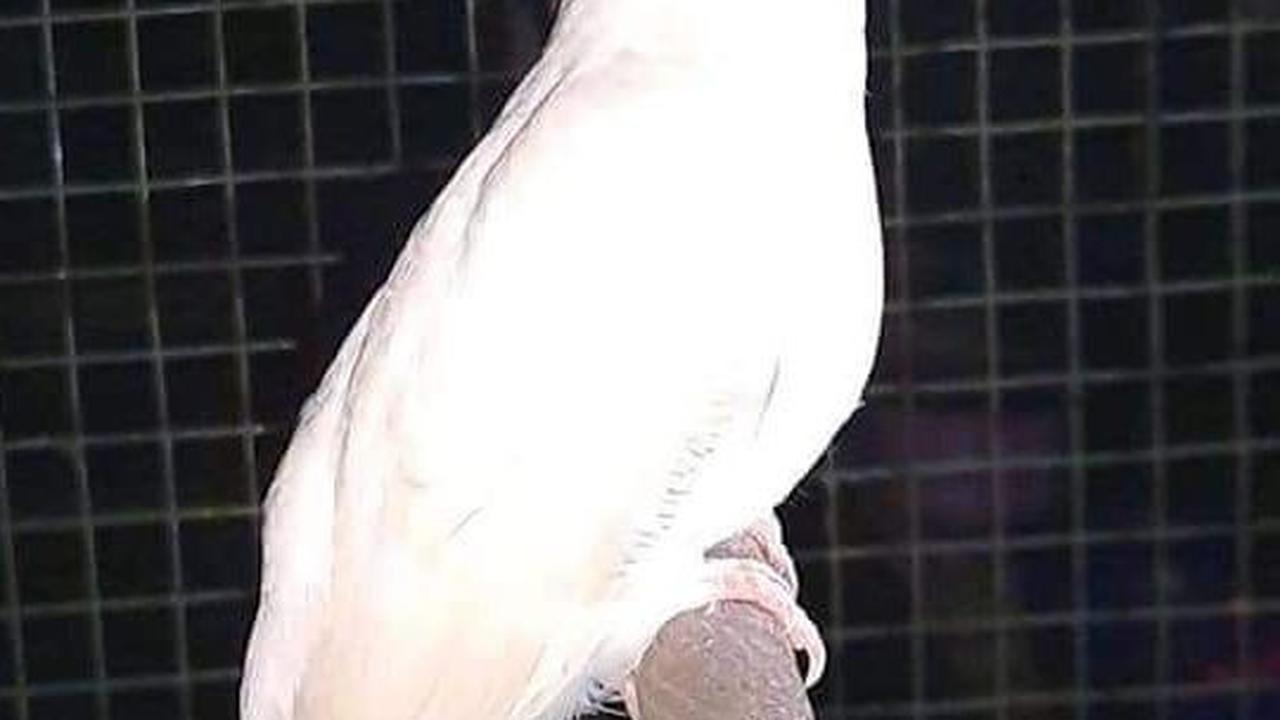 <b>Mitos Perkutut Putih Mata Merah</b>