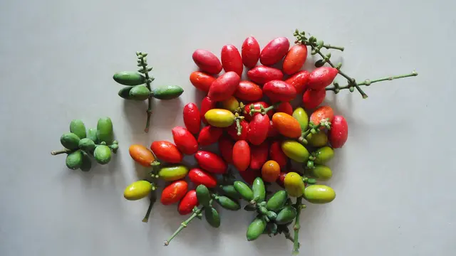 Manfaat Kulit Melinjo Untuk Kesehatan Tubuh (Sumber: Pixabay)