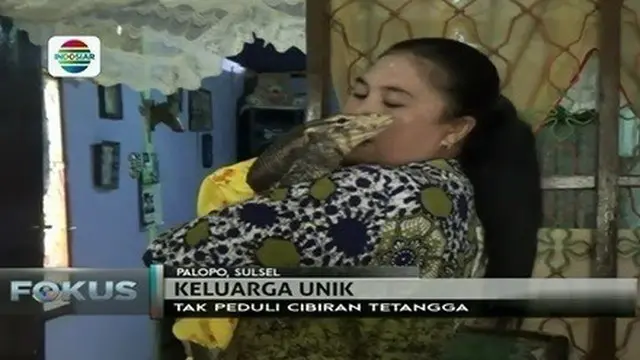 Biawak yang diberi nama Mansyur ini dianggap sebagai kembaran anak bungsunya oleh seorang wanita di Palopo, Sulawesi Selatan.