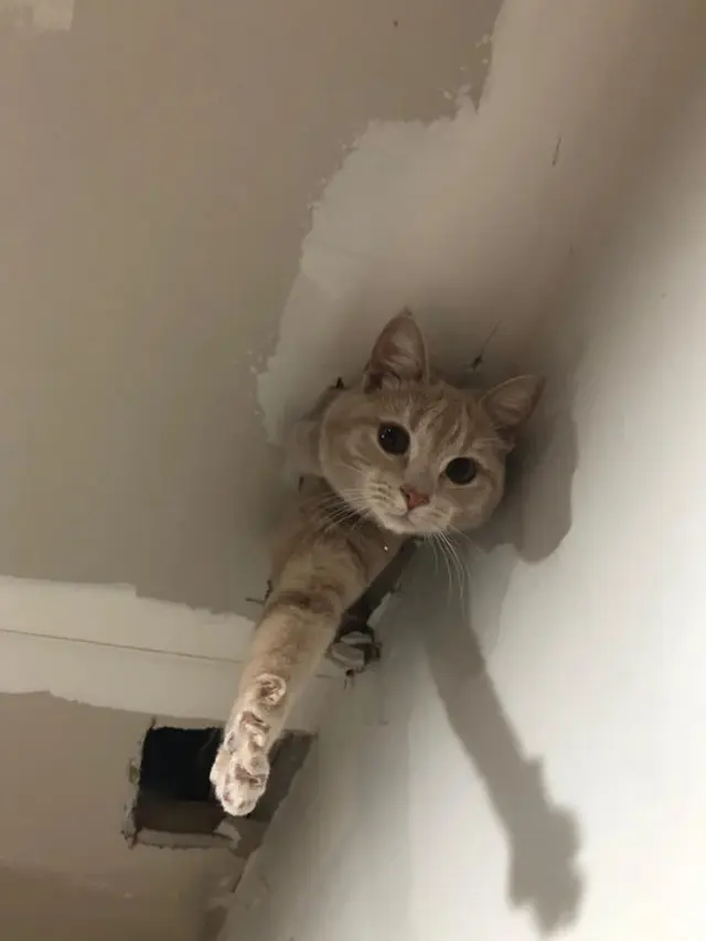 10 Potret Lucu Kucing Muncul dari Lubang di Langit-Langit Ini Bikin Gemas