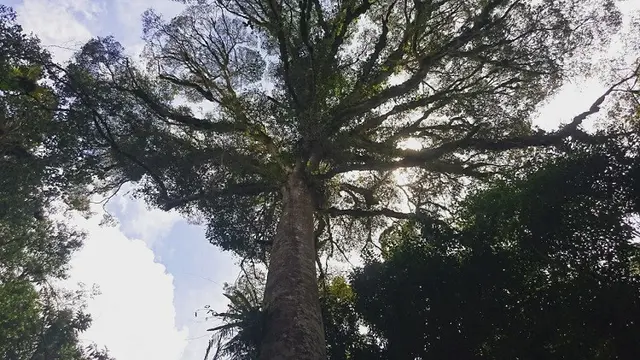 Gunung Kerinci Jambi