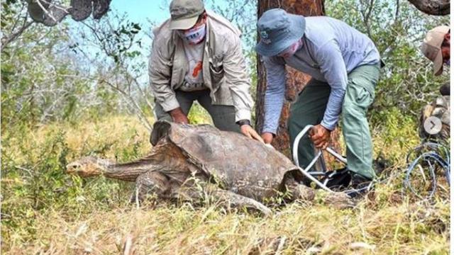 55 Tahun di Penangkaran, Kura-Kura Raksasa Selamat dari Kepunahan
