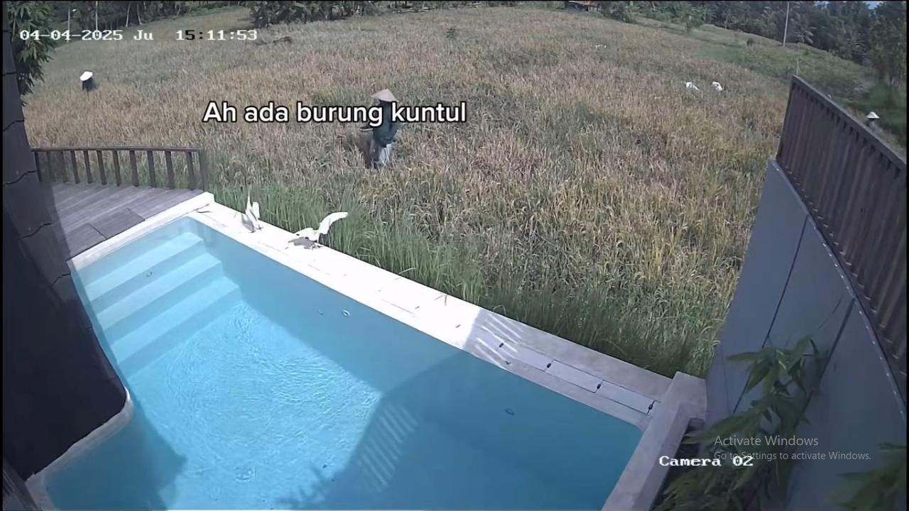 Dikta Bagikan Kondisi Vilanya Lewat CCTV, Ada 'Tamu' Tak Diundang Berenang di Kolam Berhari-hari