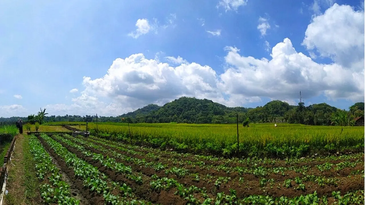 140 hektar wilayah pertanian bawang merah terletak di dusun Nawungan Selopamioro. (Foto: Liputan6.com/Wisnu Wardhana)