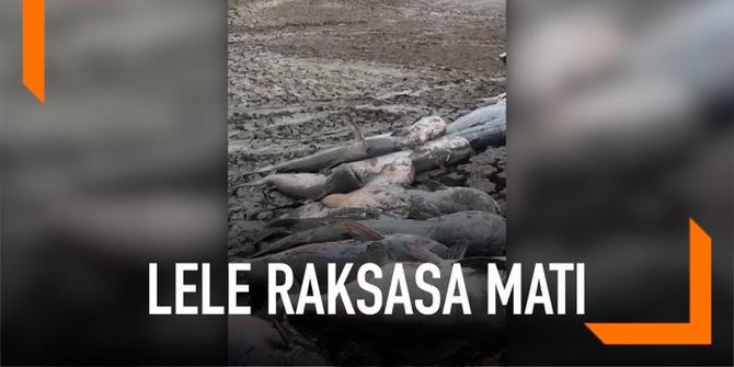 VIDEO: Puluhan Lele Raksasa Mati karena Cuaca Panas