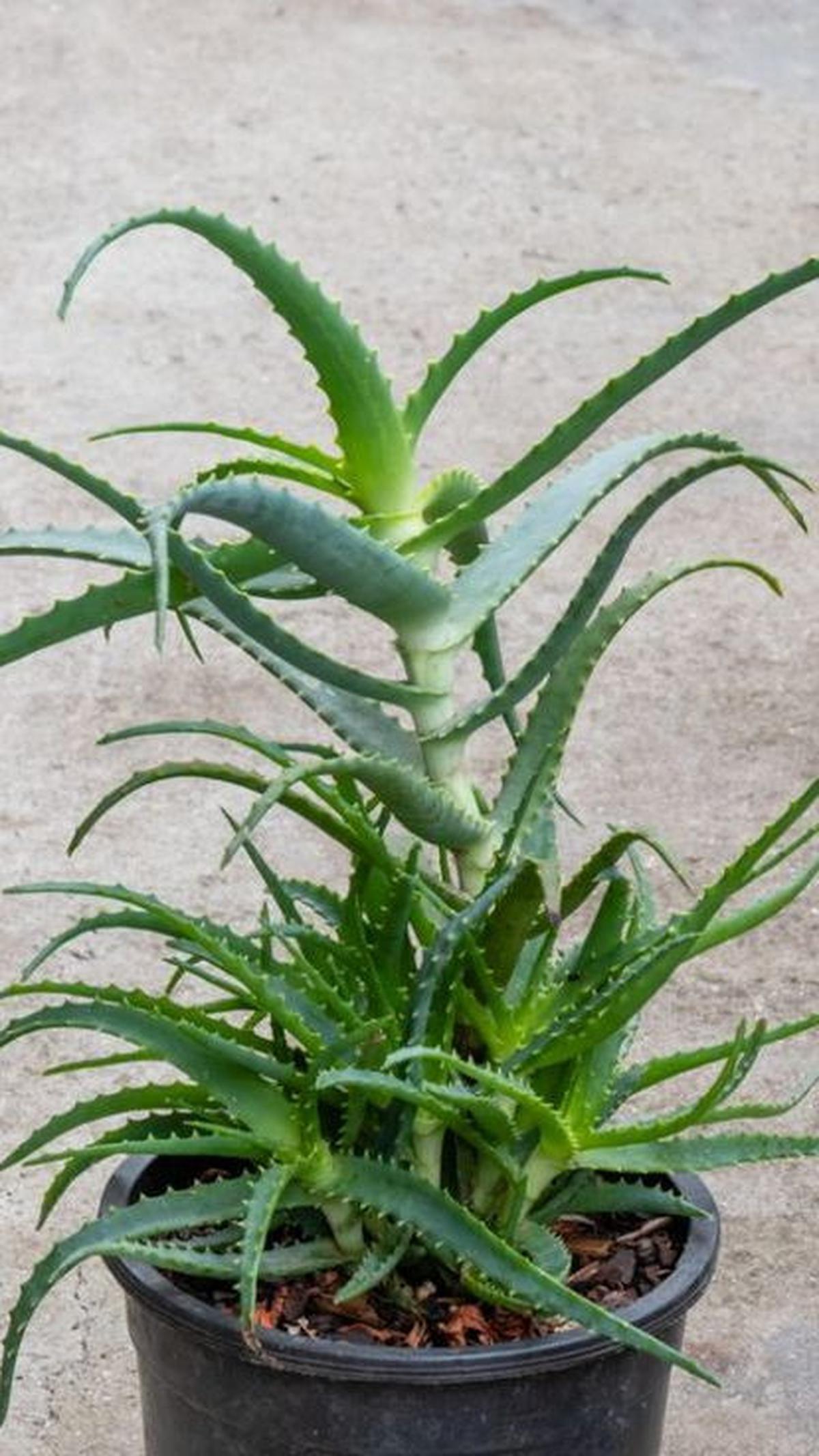 Aloe Arborescens
