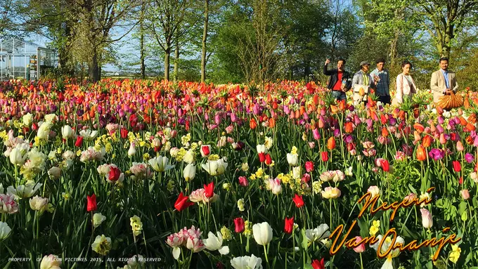 [Bintang] Negeri Van Oranje