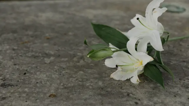 Ilustrasi bunga lili