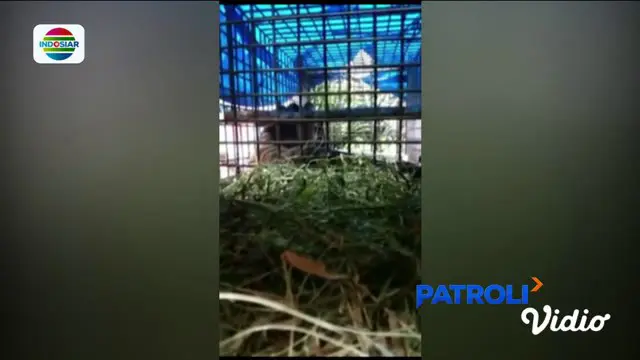 Harimau di Padang Lawas Ditangkap Pakai Kambing sebagai Umpan