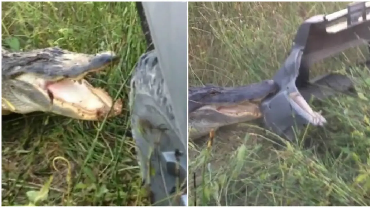 Buaya Agresif Gigiti Bemper Pikap Nissan Sampai Copot