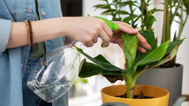 Watering Plant