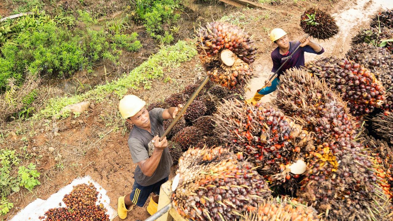 Tak Hanya Kelola Kebun, Koperasi Bakal Dilibatkan dalam Industri Sawit