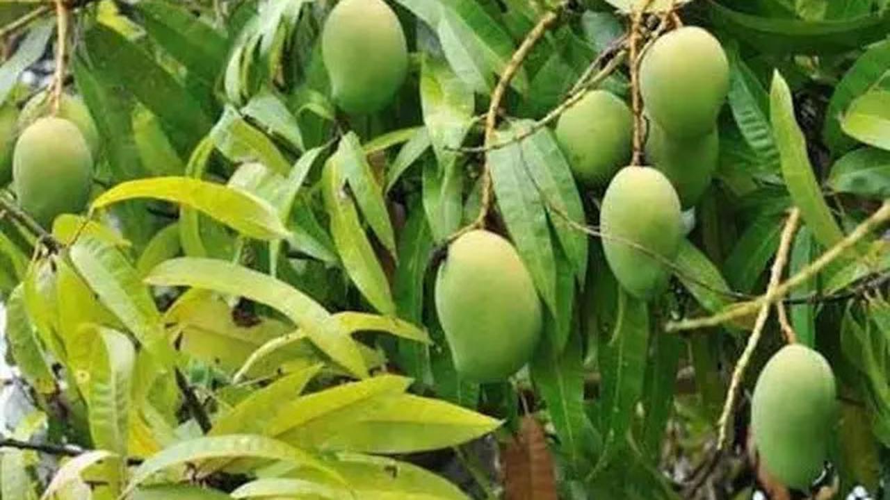 Resep Daun Ajaib Penurun Gula Darah, Rahasia Kesehatan Alami yang Mudah Dicoba