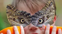 Seorang anak bernama George memegang jeruk untuk memberi makan kupu-kupu Owl di Museum Sejarah Alam di London, Inggris (30/3). Ratusan kupu-kupu tropis dipamerkan dalam acara Sensasional Butterflies. (AP Photo / Frank Augstein)
