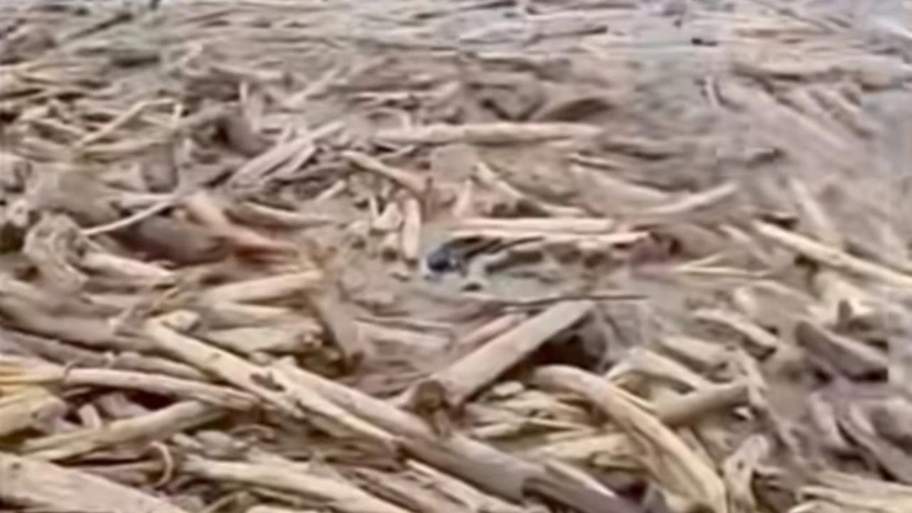Viral Video Banjir Lereng Gunung Slamet Bawa Banyak Kayu di Kawasan Pantai Tegal, DLHK Jateng Masih Diteliti