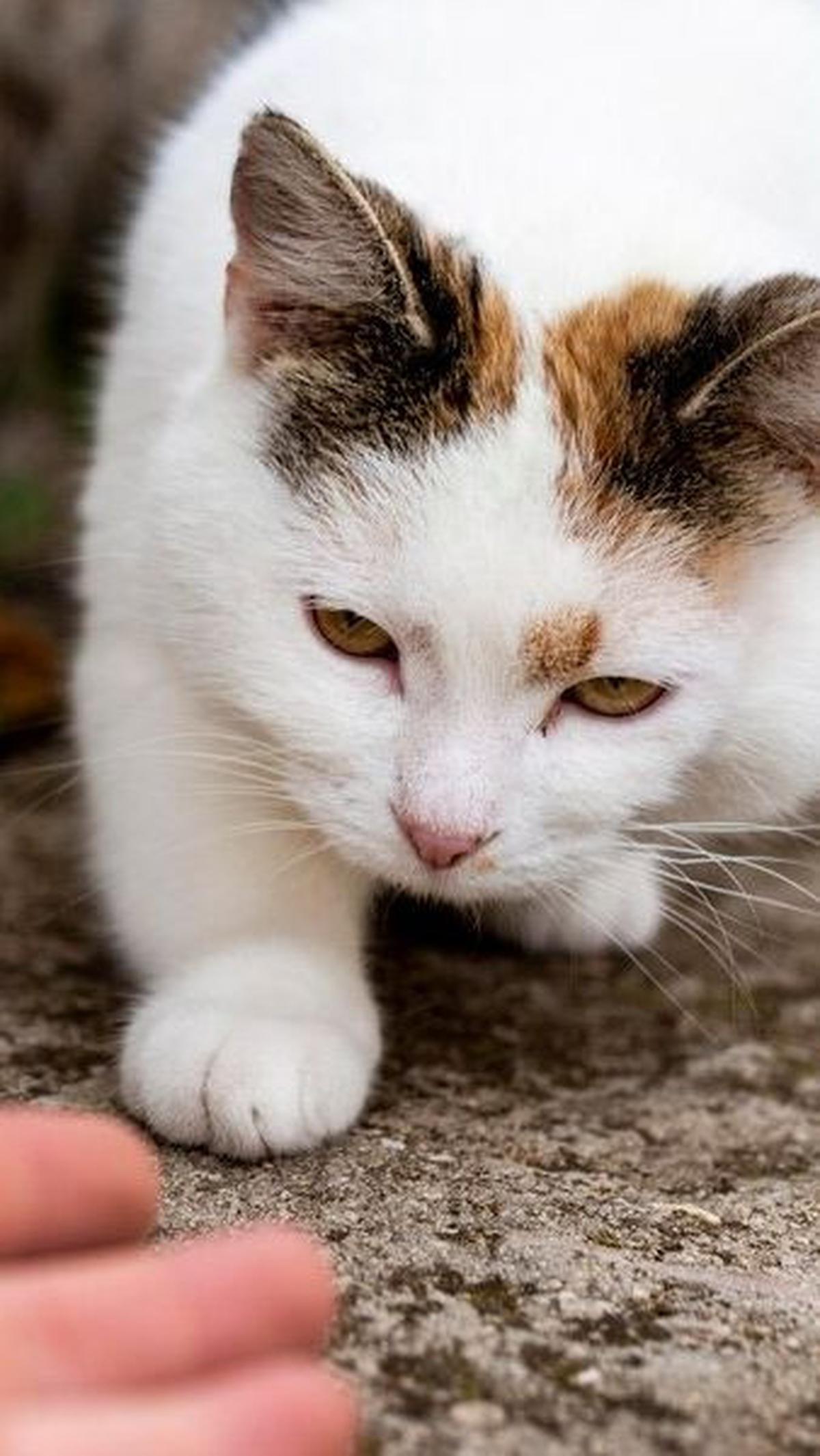 Apakah benar kucing bisa melakukan hal tersebut? Artikel ini akan membahas fakta-fakta seputar kemampuan khusus kucing dalam menemukan rumah mereka.