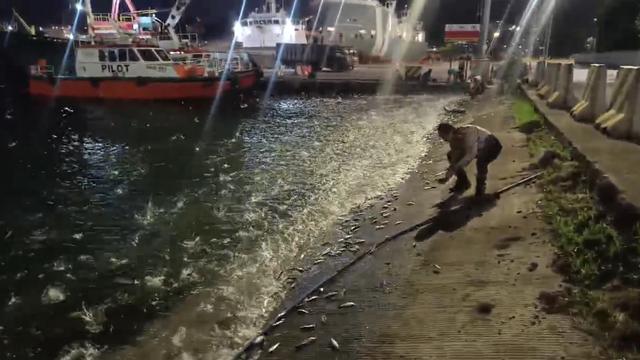 Fenomena ribuan ikan naik ke Pelabuhan Panjang. Foto (Istimewa).