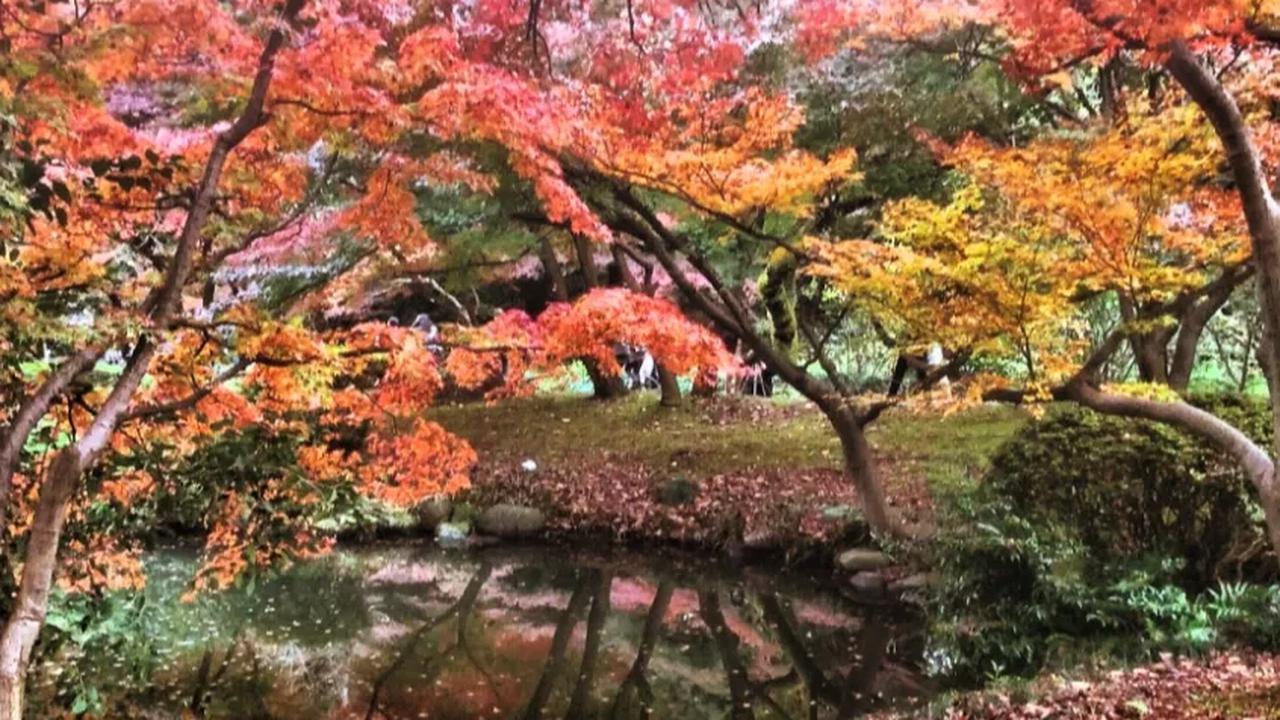 9. Saat memasuki musim gugur, Shinjuku Gyoen menampilkan keindahan yang berbeda.