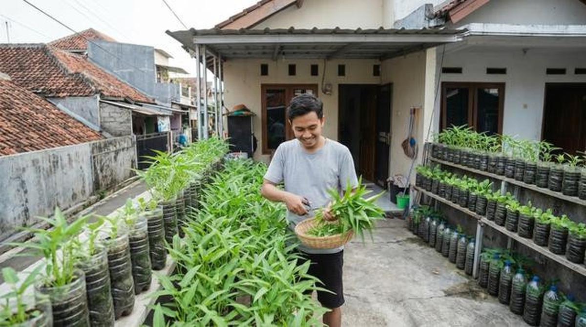 7 Cara Menanam Kangkung agar Tidak Pahit, Hasil Panen Dijamin Lezat