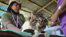 Hewan peliharaan yang berhasil diselamatkan akan mendapat perawatan di lokasi penampungan sementara. (Ronny Adolof BUOL/AFP)