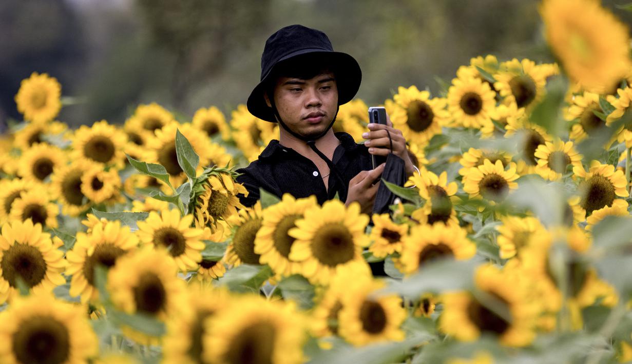 Seorang pria mengambil gambar di ladang bunga matahari di Wachirabenchathat Park, Bangkok pada 20 Januari 2022. Bunga matahari yang bermekaran pada November hingga Januari menjadi daya tarik wisatawan. (Jack TAYLOR / AFP)