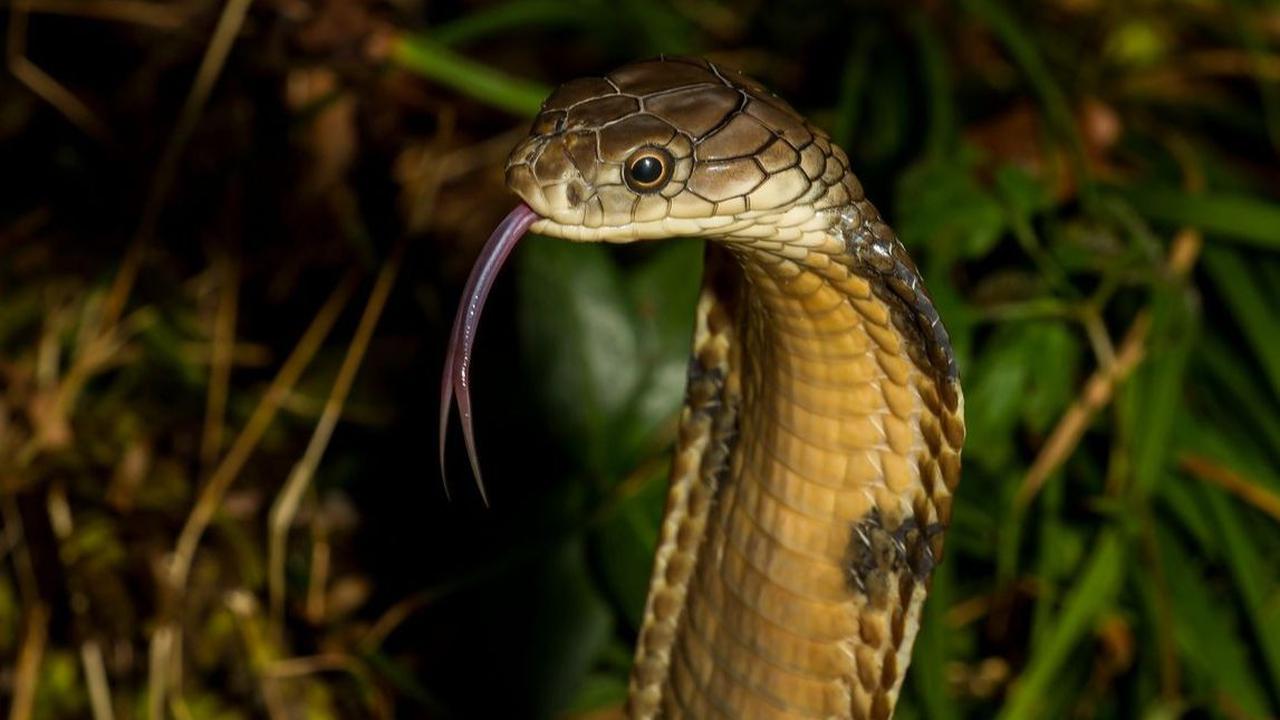 8. KING COBRA