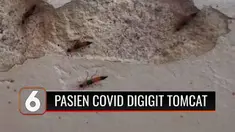 Puluhan pasien Covid-19 yang sedang isoman di Sport Center Kota Banjar mengalami gatal-gatal disertai panas, karena diserang tomcat. Akibatnya, pasien dipindahkan dari tempat isolasi tersebut ke RS Asih Husada.