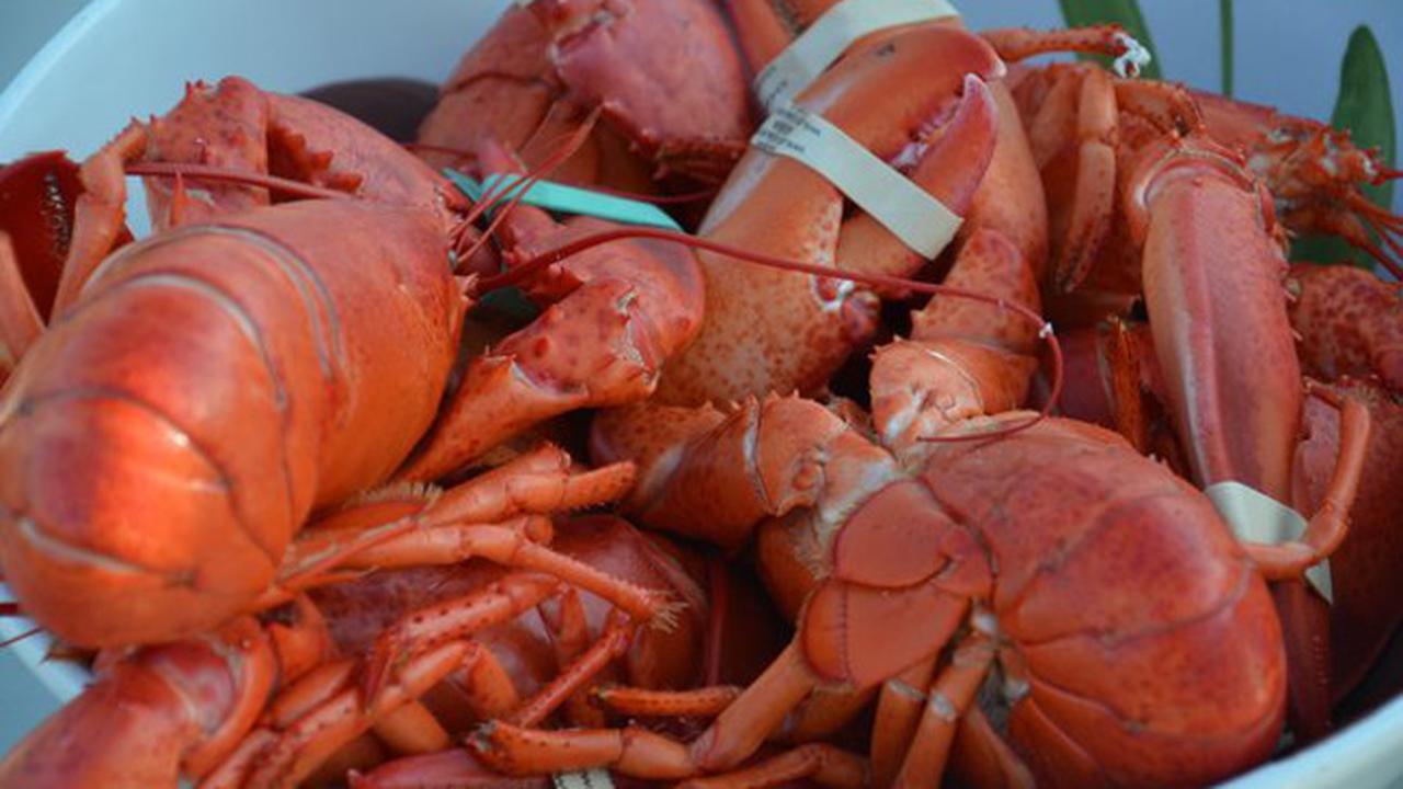 Bir dengan Bahan Dasar Lobster