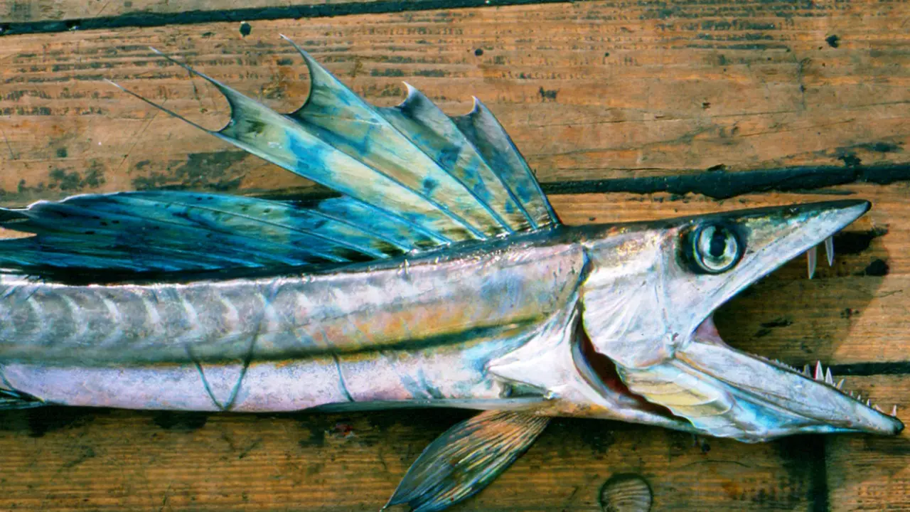 Ikan kanibal Alepisaurus ferox