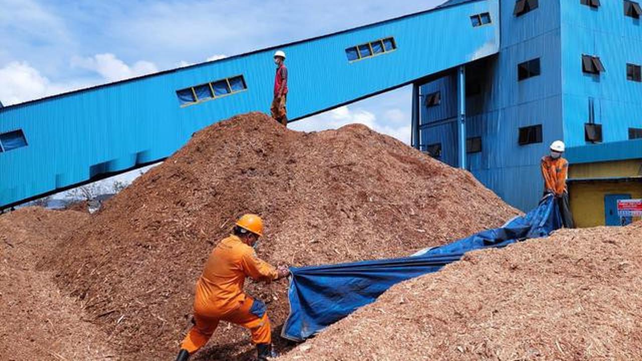 Tekan Konsumsi Batu Bara, PLTU Pelabuhan Ratu Pakai Tanaman Lokal
