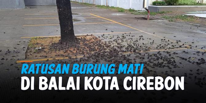 VIDEO: Ratusan Bangkai Burung Penuhi Area Parkir Balai Kota Cirebon