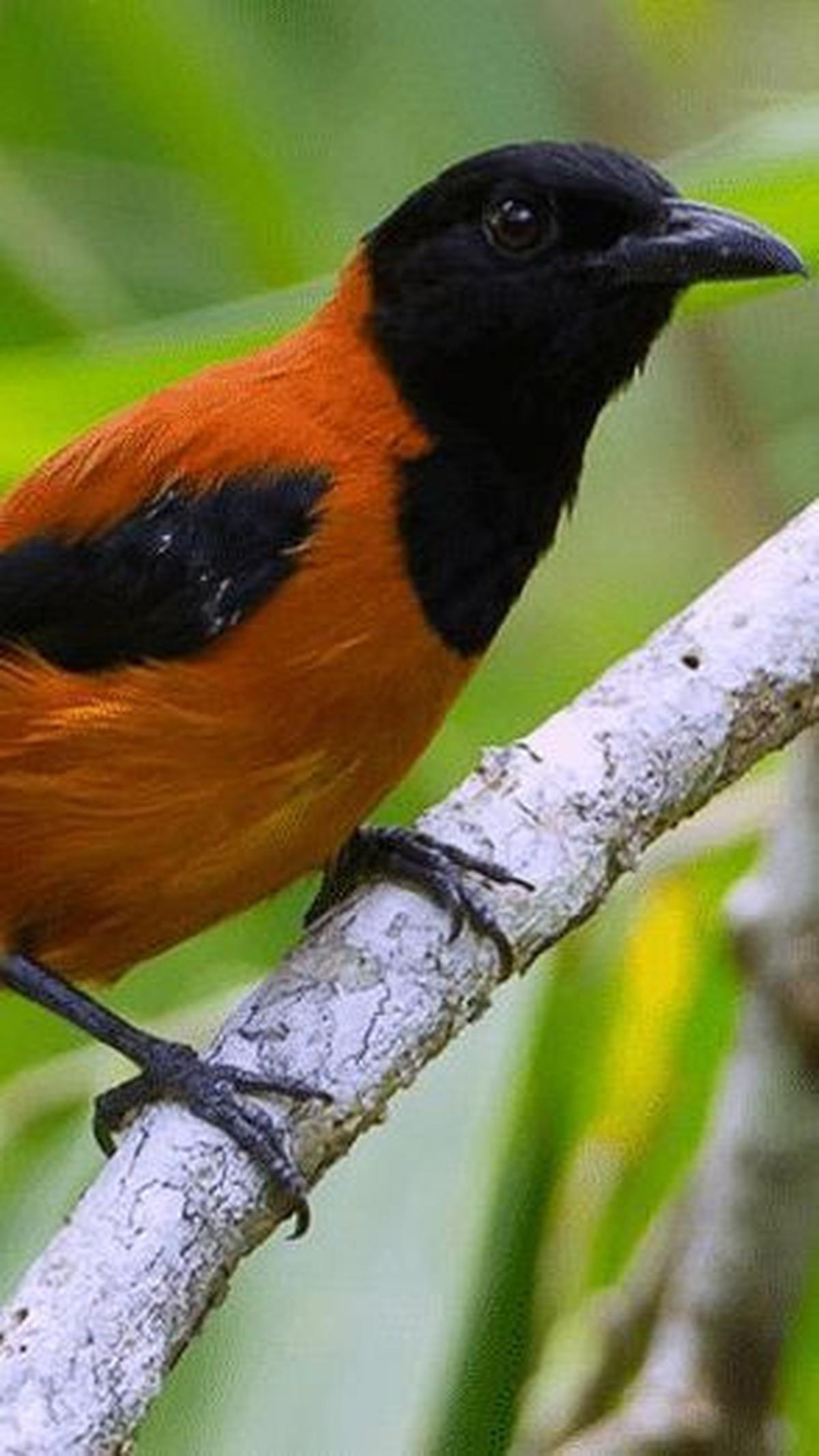 3. Burung Pitohui<br>