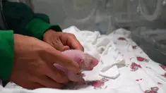 Seekor bayi panda yang baru dilahirkan dari hasil perkawinan campuran antara pasangan panda penangkaran dan panda liar di Provinsi Sichuan, Tiongkok barat daya, 31 Juli 2017. Bayi panda tersebut memiliki berat 216 gram. (STR / AFP)