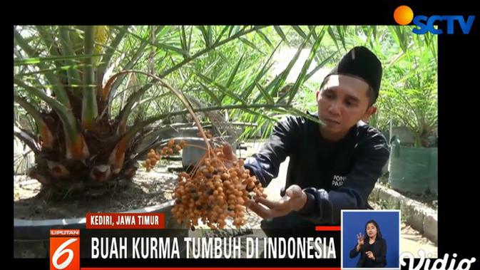 Tak Hanya Di Timur Tengah Pohon Kurma Juga Tumbuh Di Kediri News Liputan6 Com