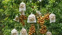 Cara Berongsong Buah Duku Agar Tidak Kena Hama dan Hasil Panen Optimal