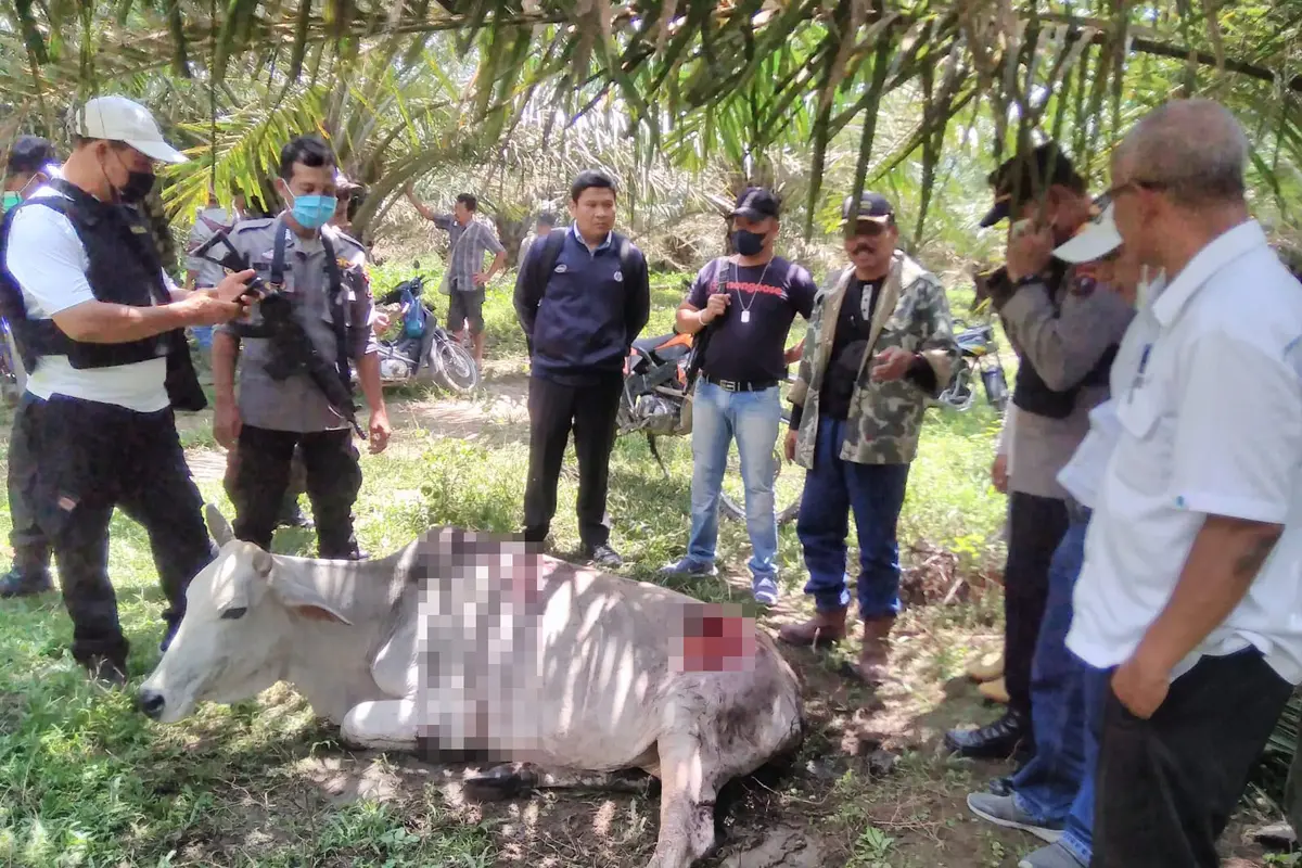 Ternak warga diserang harimau