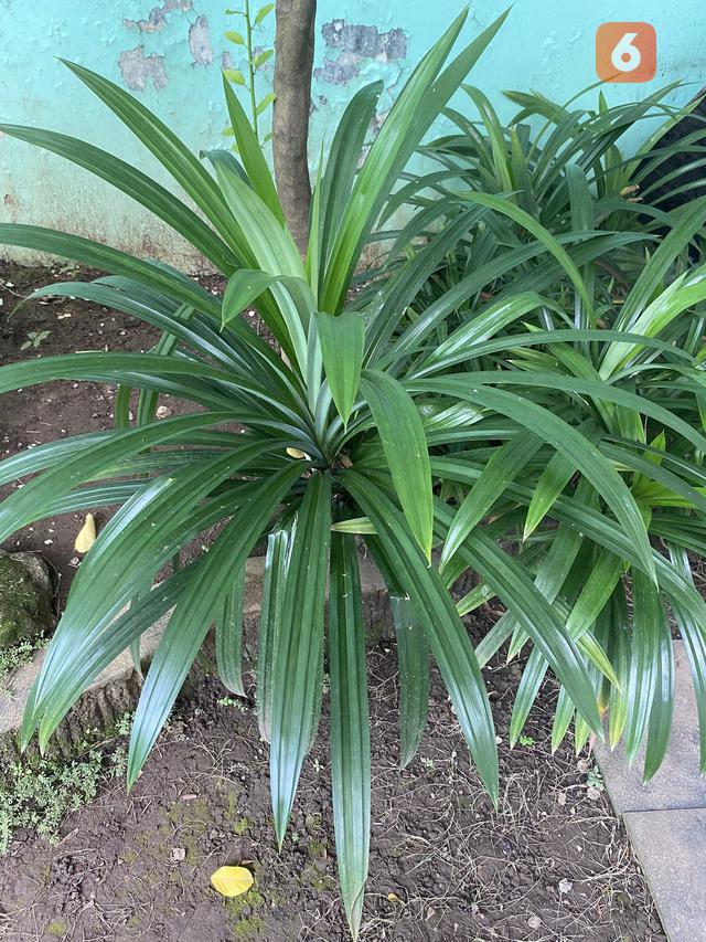 Daun Pandan Wangi (Foto: x.com/gooddaygoodword)