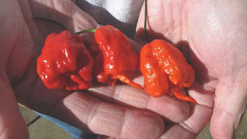 Carolina Reaper, cabai terpedas di dunia, yang berisiko memicu kerusakan pada otak manusia (Sandra Allison/AP Photos)