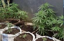 Polres Rejang Lebong Ungkap Praktik Penanaman Ganja Ratusan Batang oleh Residivis