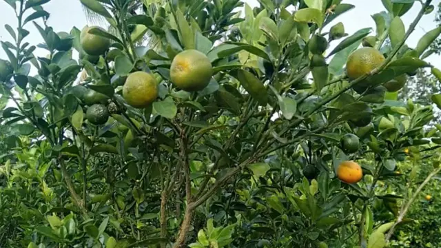Jeruk Kunci (Foto: Wonderful Pangkalpinang)