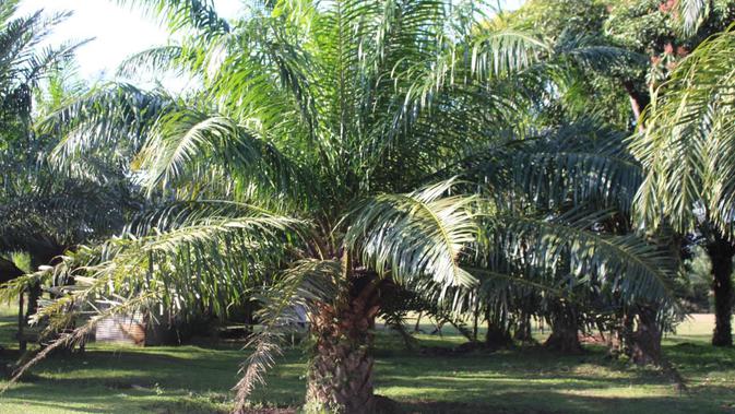 Dinas Pertanian dan Perkebunan Aceh 2019 menyebut terdapat 61 perusahaan kelapa sawit di provinsi itu. Sebanyak 39 diantaranya masih beroperasi, delapan dalam tahap pembangunan, dan 14 lainnya dinyatakan kolaps. (Liputan6.com/ Rino Abonita)