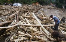 Kemenhut Jelaskan Asal Usul Gelondongan Kayu Berlabel Kementerian di Lampung Diduga Hanyut Akibat Bencana Sumatra