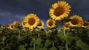 Selama musim panas, ladang bunga matahari ini memamerkan bunganya yang indah. (AP Photo/Michael Probst)