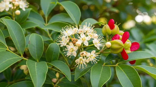 Daun Zodia (Evodia suaveolens)