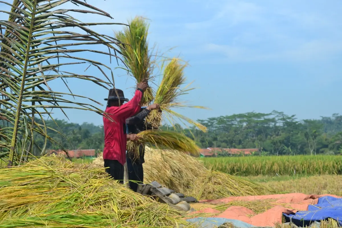 Petani di sejumlah daerah di Banyumas dan Cilacap mulai panen. (Foto: Liputan6.com/Muhamad Ridlo)